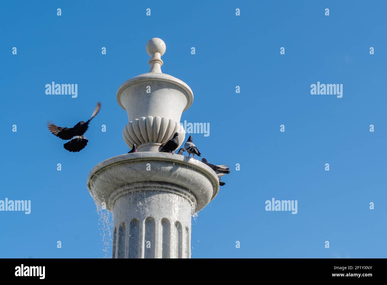 Pigeons dans une fontaine avec de l'eau par temps ensoleillé et avec le ciel bleu Banque D'Images Pigeons dans une fontaine avec de l'eau par temps ensoleillé et avec le ciel bleu Banque D'Images