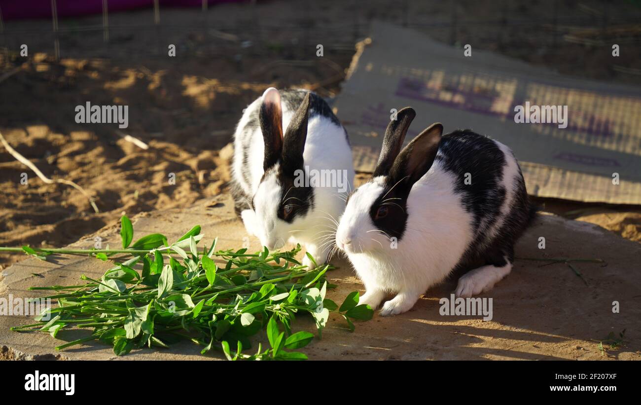 Une photo au niveau des yeux de deux lapins tachetés identiques en mangeant certains verts dans une ferme Banque D'Images