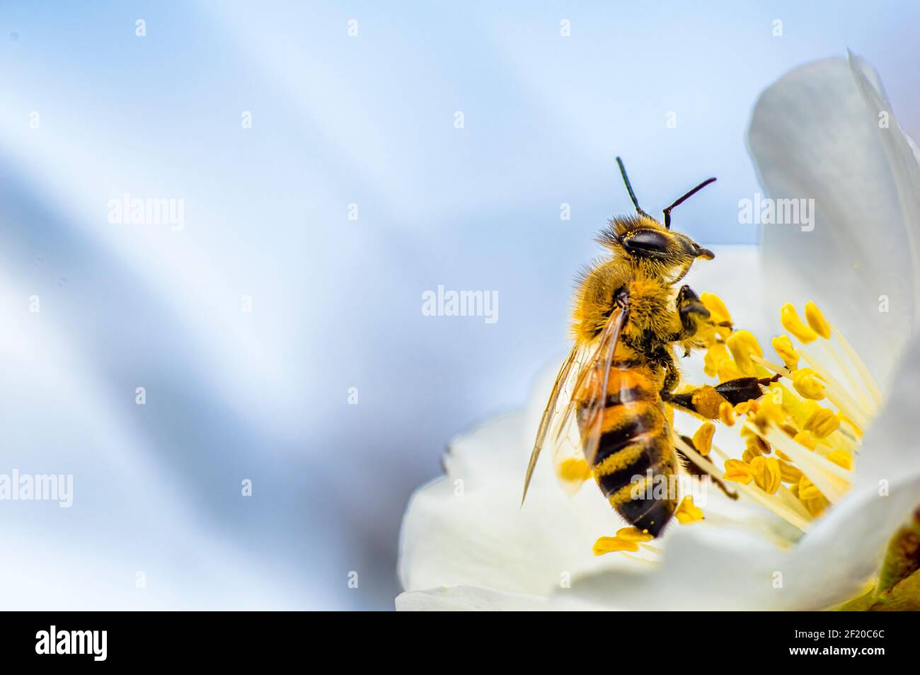 Abeille à Almond Blossom photographiée en Sardaigne, Macro Photographie, Détails Banque D'Images