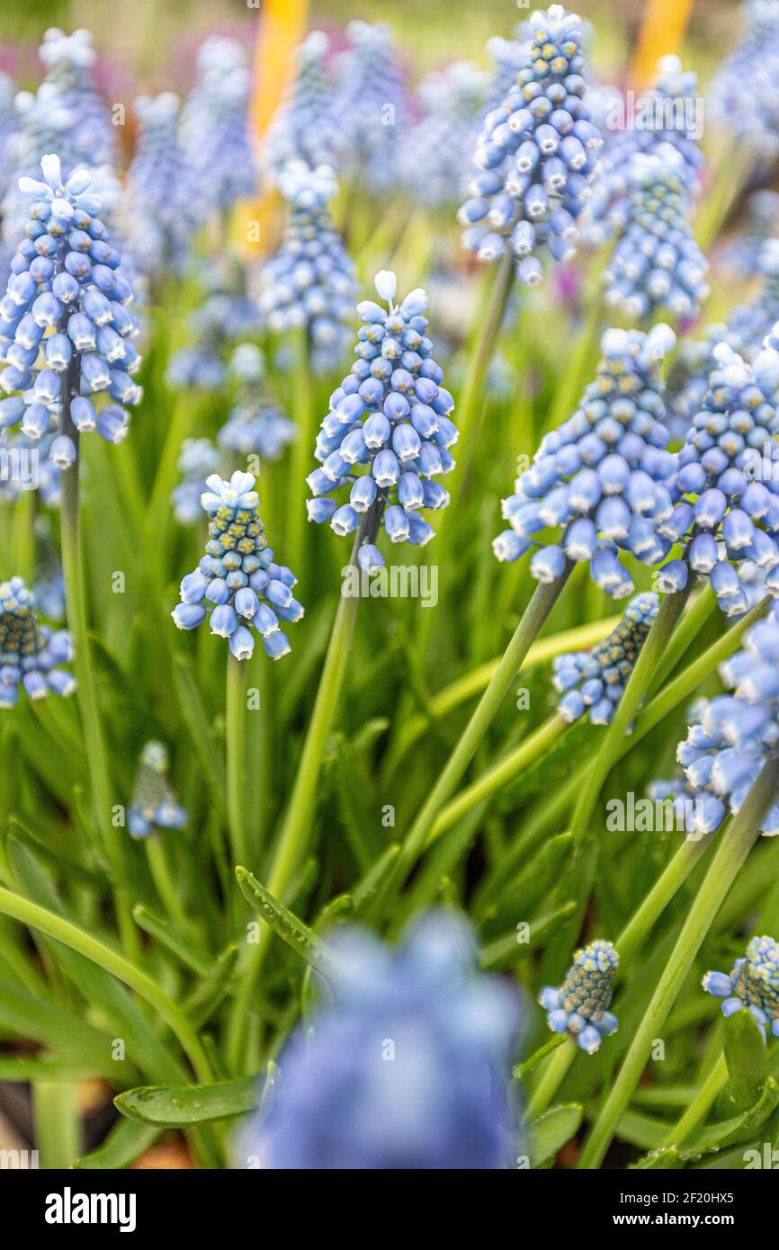 Fleurs muscari bleu Banque D'Images