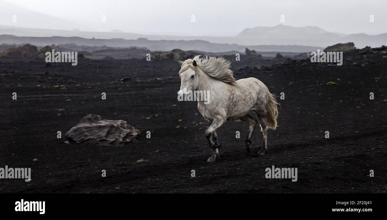 Cheval islandais à course libre (Equus ferus cabalus) dans un paysage de lave noire, Landmannaleid, Islande Banque D'Images