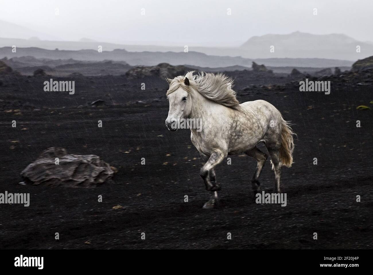 Cheval islandais à course libre (Equus ferus cabalus) dans un paysage de lave noire, Landmannaleid, Islande Banque D'Images