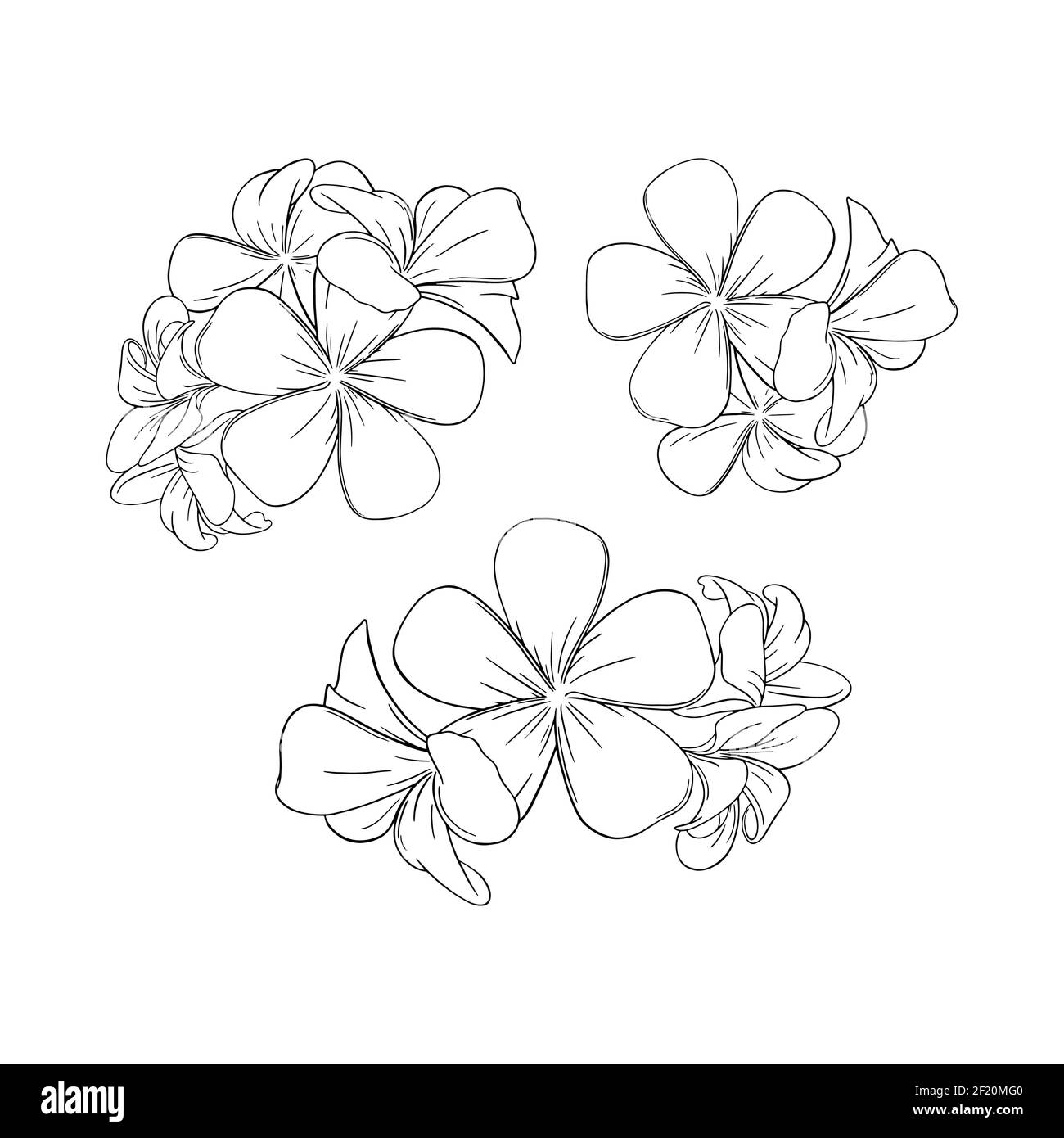 Frangipani ou plumeria fleurs exotiques d'été. Bouquet gravé de fleurs frangipani isolées sur fond blanc. Illustration vectorielle Illustration de Vecteur