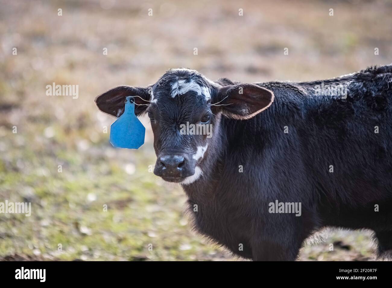 Petit, mignon, jeune, noir et blanc Angus crossbred veau avec une étiquette bleue regardant la caméra avec un espace négatif à gauche. Banque D'Images