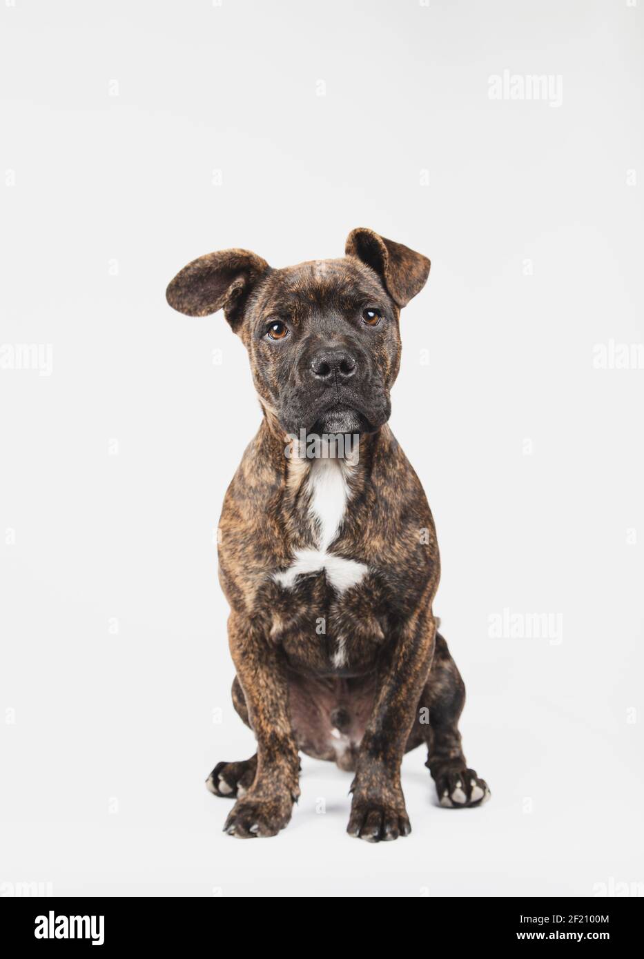 Portrait d'un chiot américain de Stanford âgé de 3 mois, isolé sur fond blanc. Banque D'Images