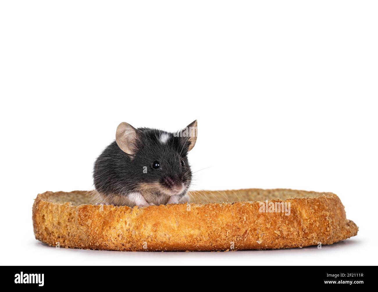 Noir avec souris blanche, assis sur un morceau de pain grillé. En regardant vers l'appareil photo. Isolé sur fond blanc. Banque D'Images