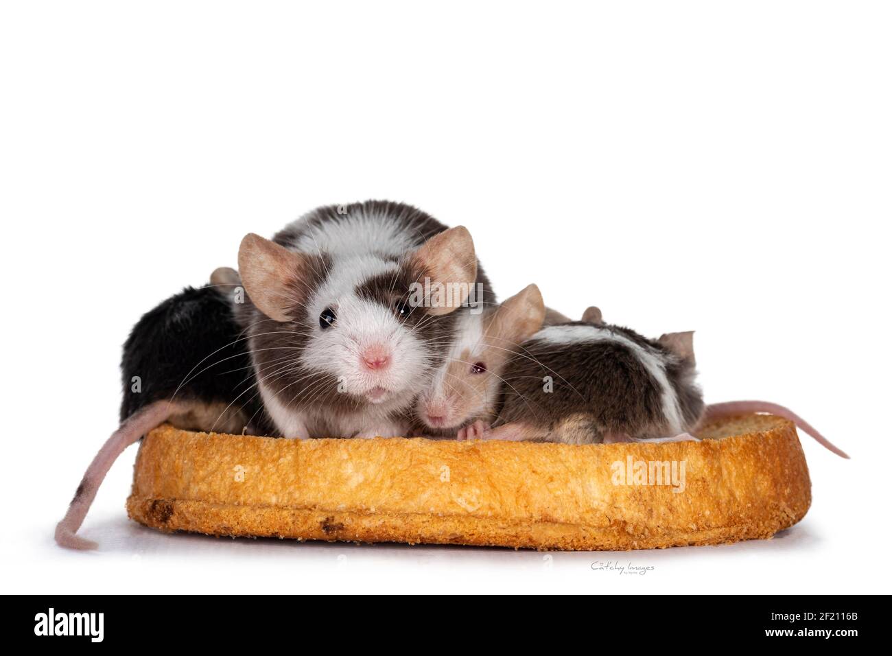 Plusieurs souris de bébé et de mère, assis sur un morceau de pain grillé. En regardant vers l'appareil photo. Isolé sur fond blanc. Banque D'Images