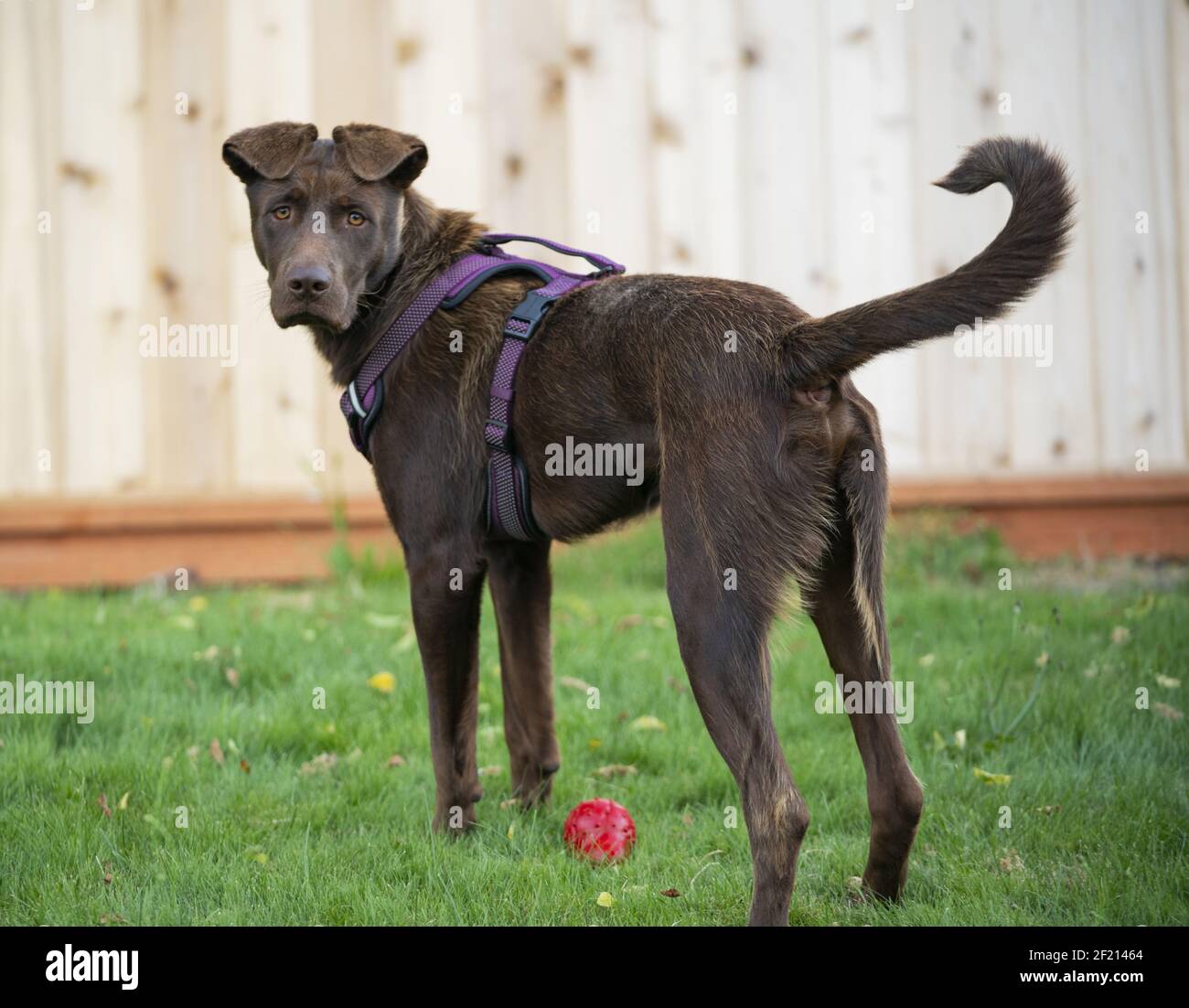 Un chiot Chocolate Lab Mix s'arrête de jouer et regarde à l'appareil photo Banque D'Images