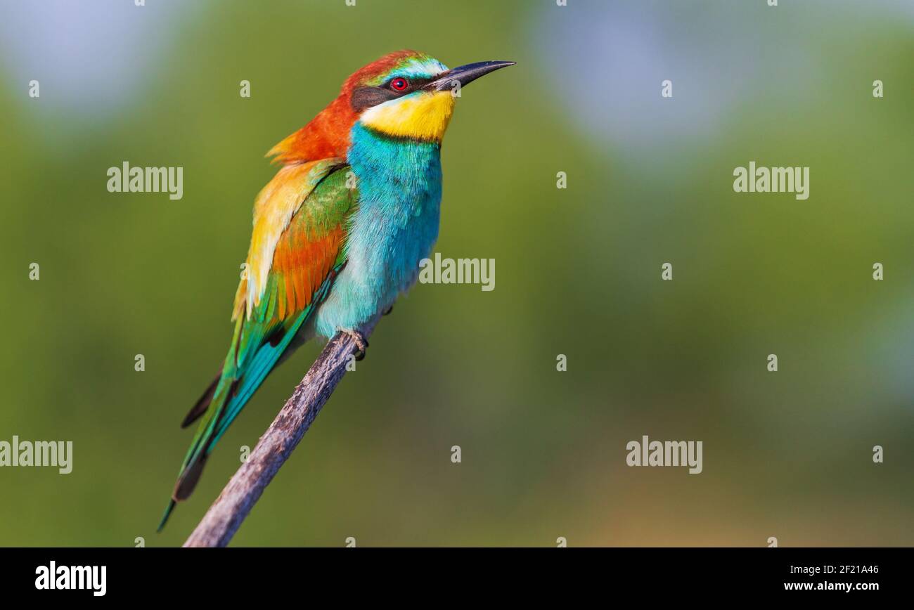 spring bird of paradise est fièrement situé sur une branche Banque D'Images