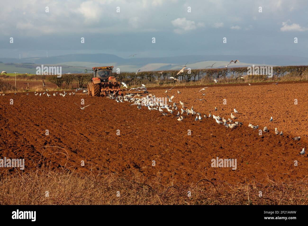 Un troupeau très affamé de Segulls a fait des allers-andainés et suivi d'un tracteur labourant un champ sur la côte du pays de Galles. Banque D'Images