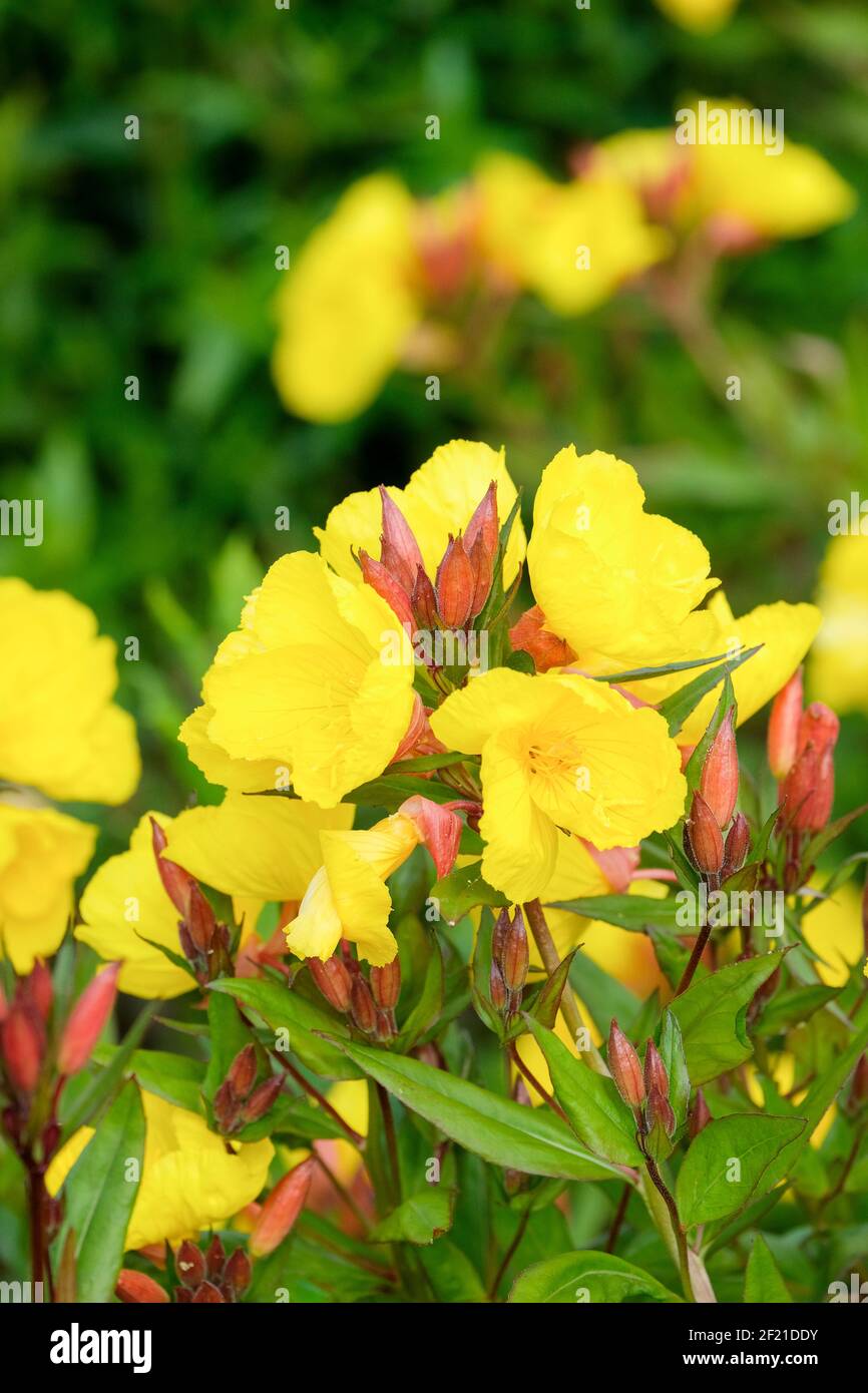 Oenothera fruticosa subsp. Glauca 'Erica Robin'. Vivace. Onagre du soir. Fleurs jaunes Banque D'Images