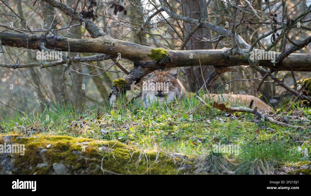 Un lynx de se cacher observe les environs Banque D'Images