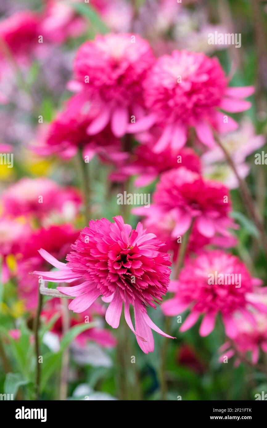 Echinacea purpurea 'Belle du Sud'. Série Cone-fections. Fleur de bois violette 'Suthern Belle'. Fleurs roses Banque D'Images