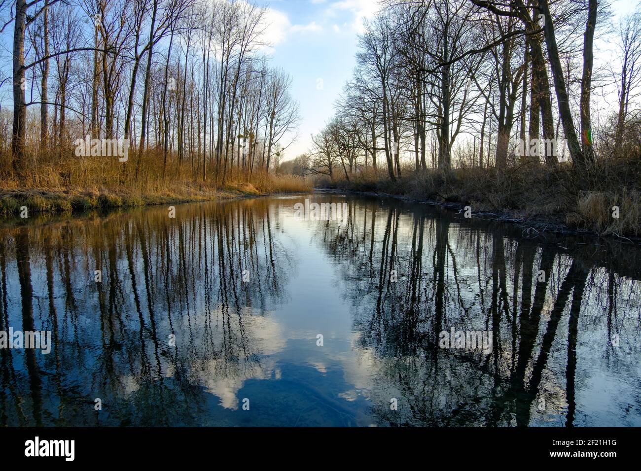 forêt de riverside près du danube en autriche dans le soirée Banque D'Images