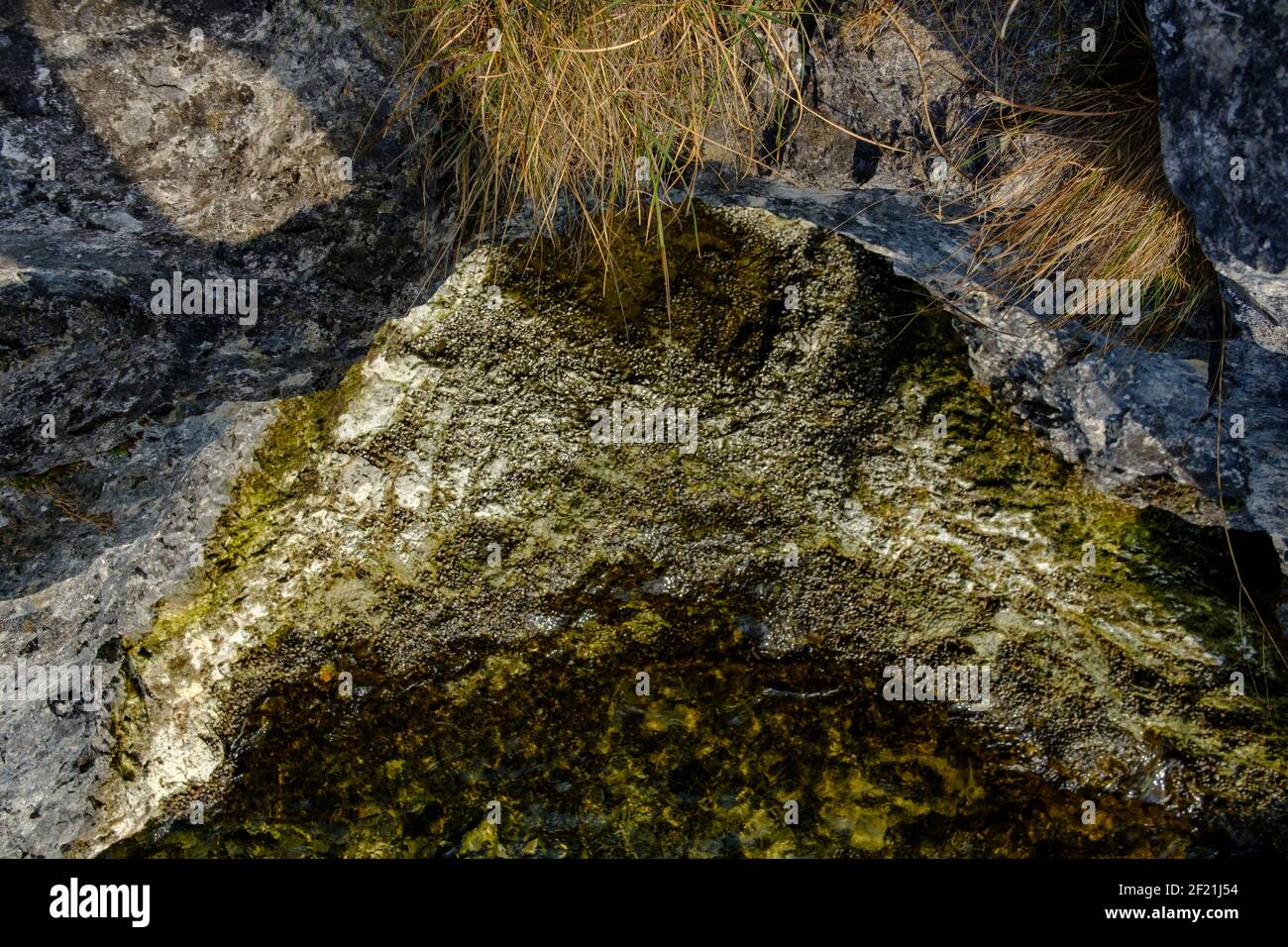des mousses sur un rocher à proximité du lac traunsee dans le région haute-autrichienne salzkammergut Banque D'Images