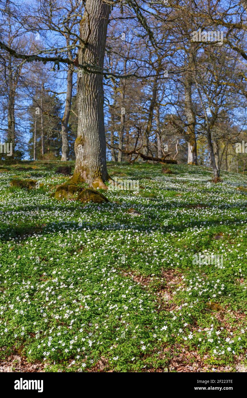 Fleur d'anémone de bois sur un pré au printemps Banque D'Images