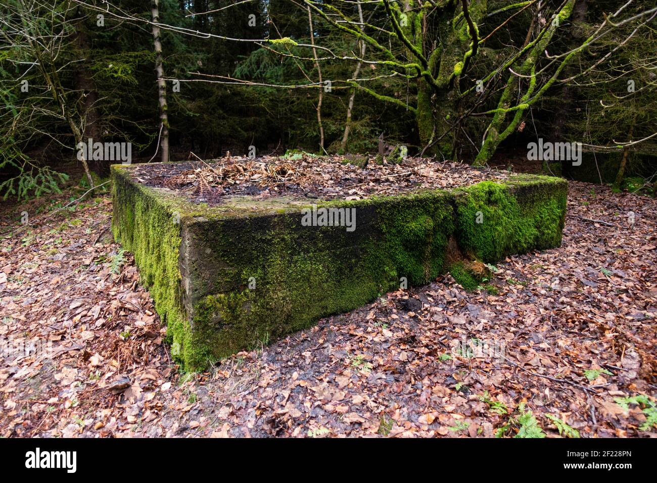 D'anciens navires en béton amarrés sur le site de la base navale de Longside, construite en 1915, à Lenabo Woods près de Longside, Aberdeenshire, Écosse Banque D'Images