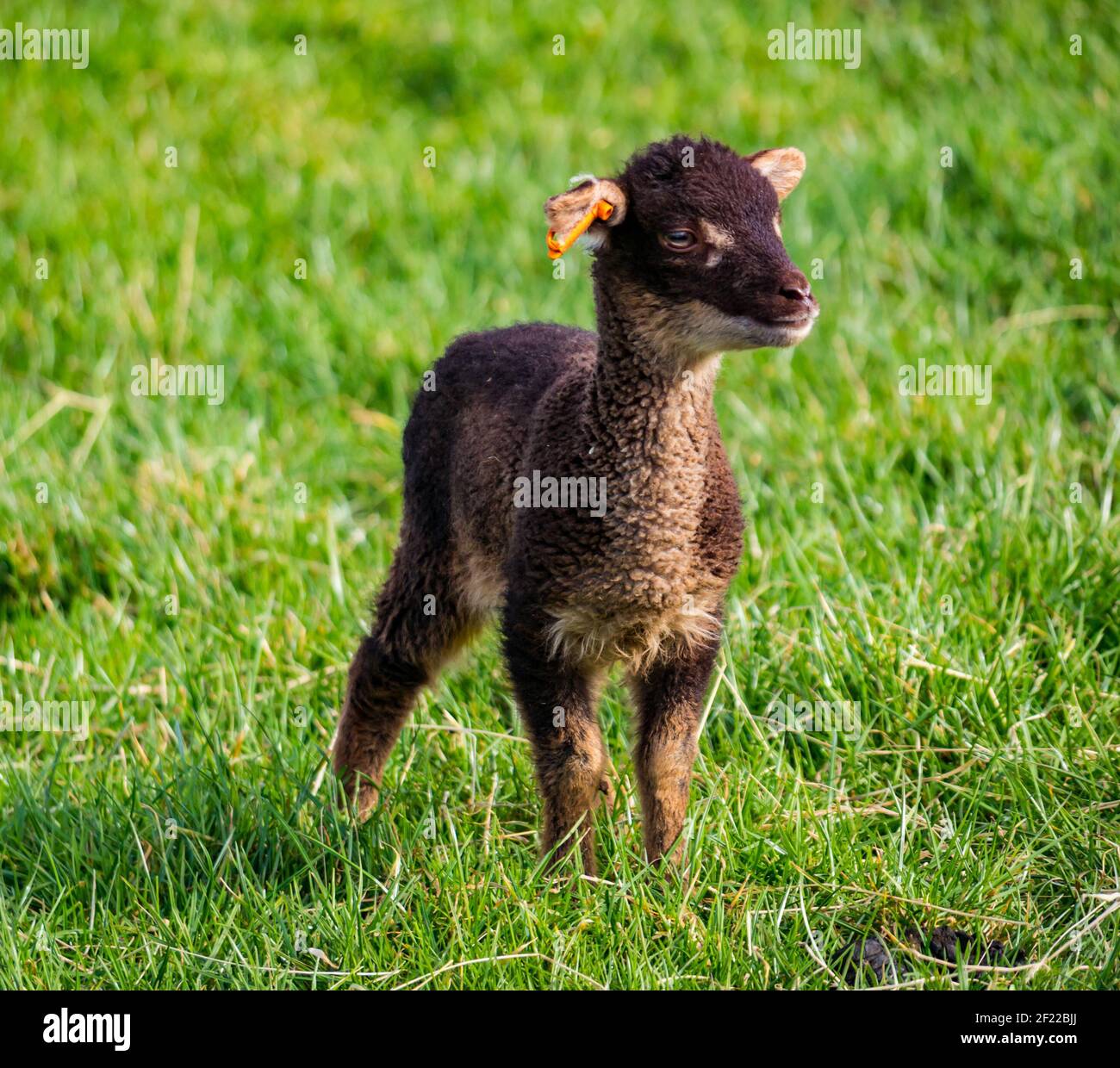 East Lothian, Écosse, Royaume-Uni, 10 mars 2021. Météo au Royaume-Uni : un agneau de mouton Shetland, âgé de seulement quelques semaines, bénéficie du soleil Banque D'Images