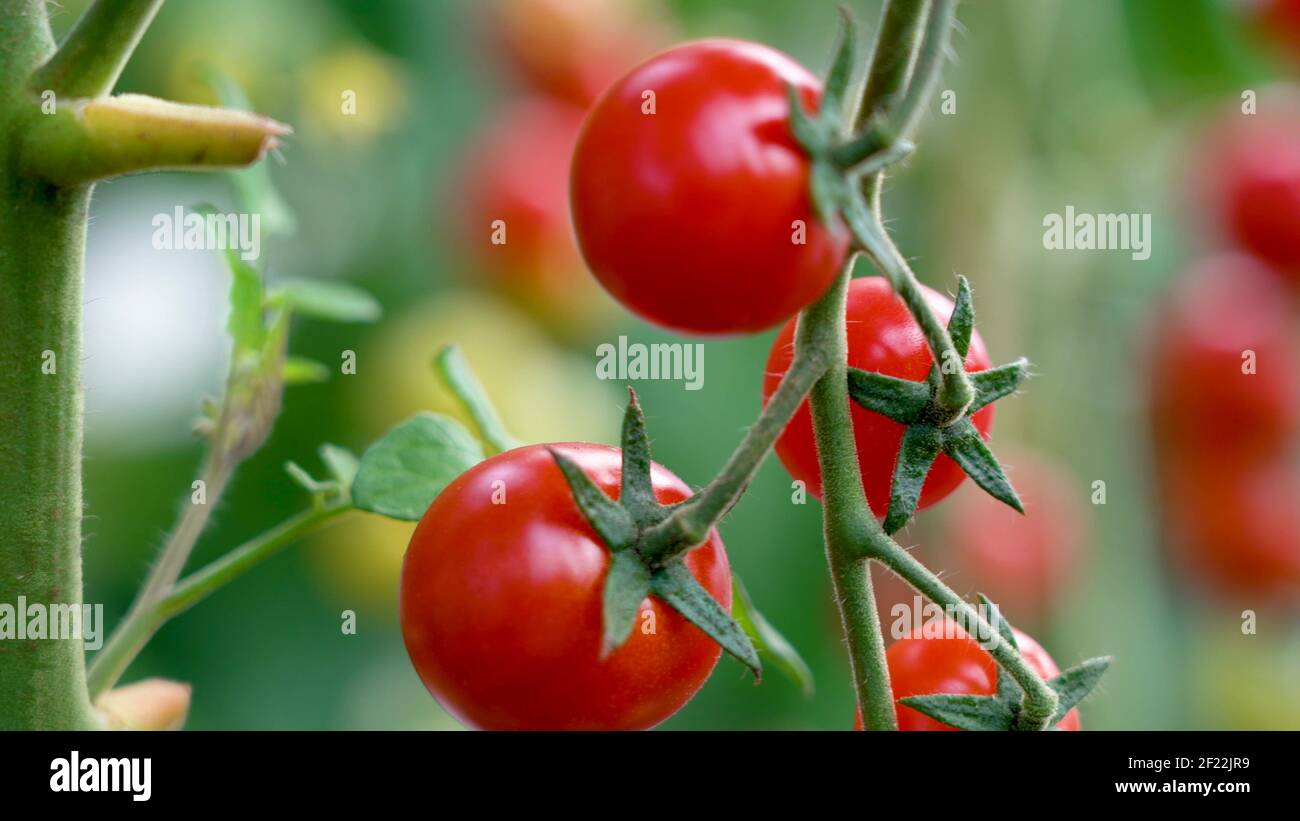 Petites tomates rouges sur une branche dans une serre. Tomates, tomates cerises dans le jardin, légumes sains, Agriculture Banque D'Images