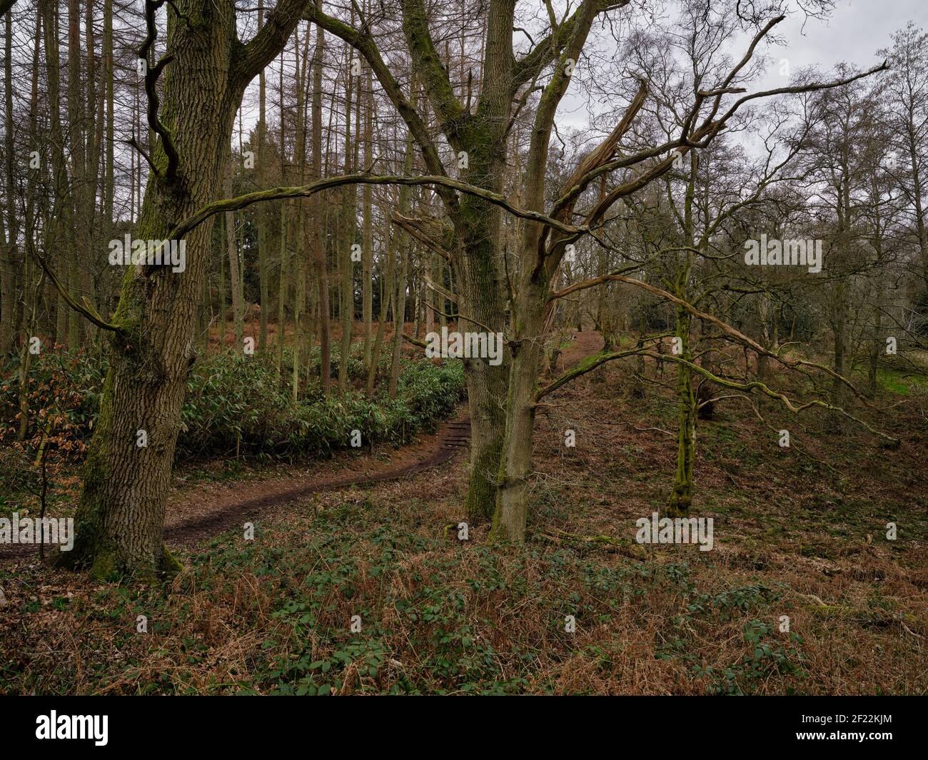 Grands arbres entourés de plus petits arbres dans une forêt qui a également un chemin à travers lui sur un ennuyeux Début du printemps à Greenham Common dans le Berkshire Banque D'Images