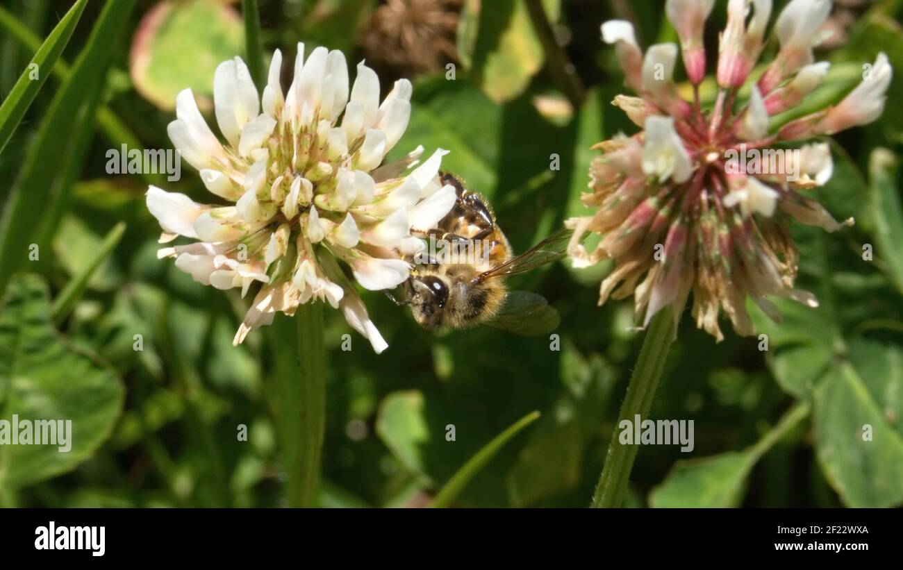 Abeille sur une fleur de trèfle blanche Banque D'Images