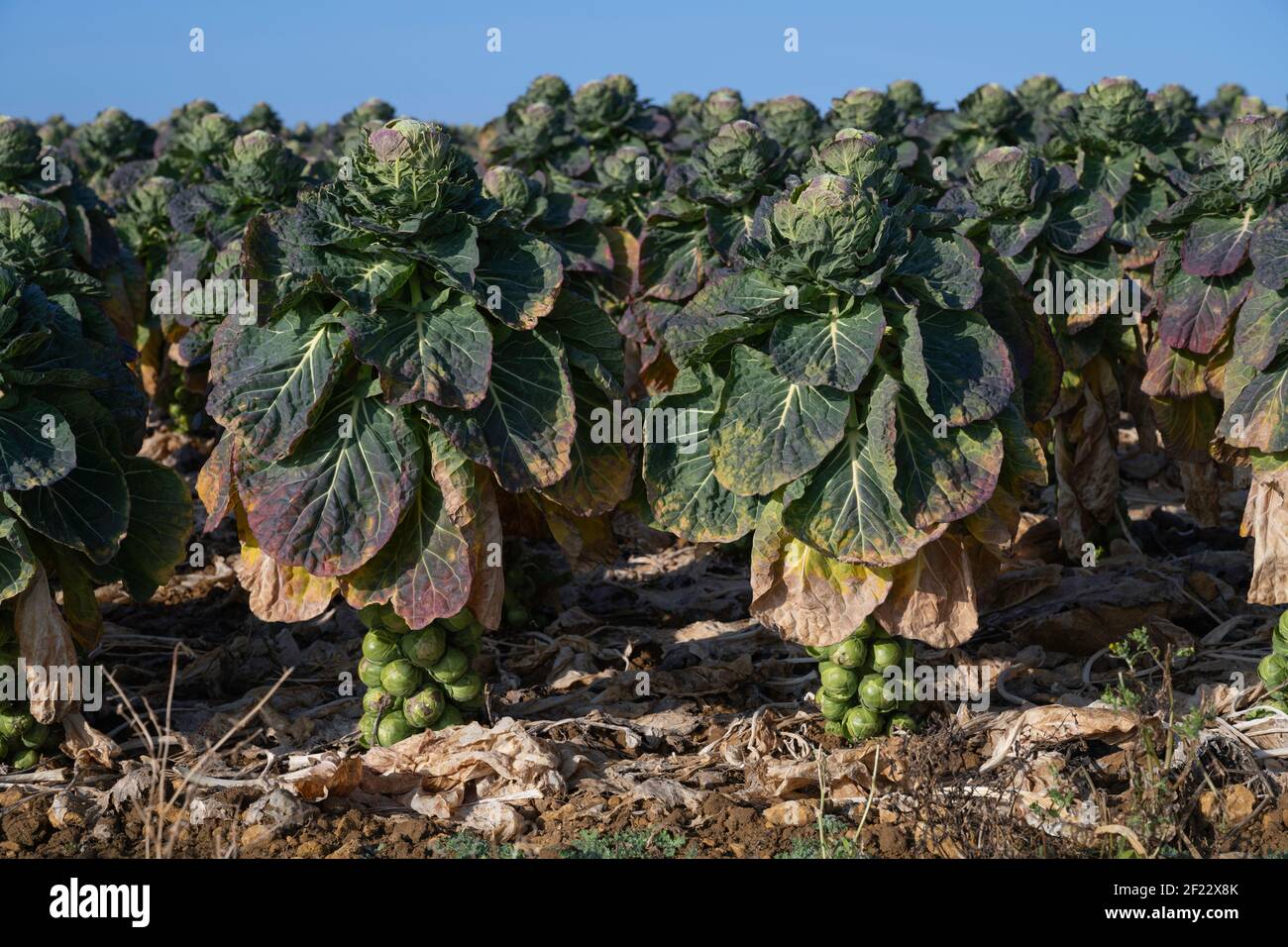 Pousses en croissance dans les Cotswolds du Nord, Gloucestershire, Angleterre. Banque D'Images