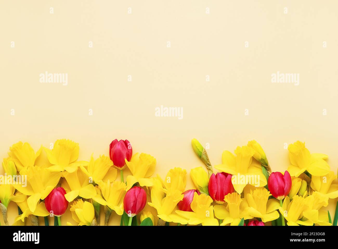 Bordure de narcisse jaune et de fleurs de tulipe rouge sur fond jaune. Concept de la Fête des mères, de l'anniversaire et de la Saint-Valentin. Carte de vœux Banque D'Images