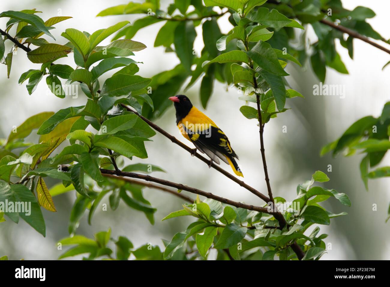 Oriole à capuchon noir (Oriolus xanthornus), perchée sur une branche d'arbre. Matin brumeux tôt. Banque D'Images