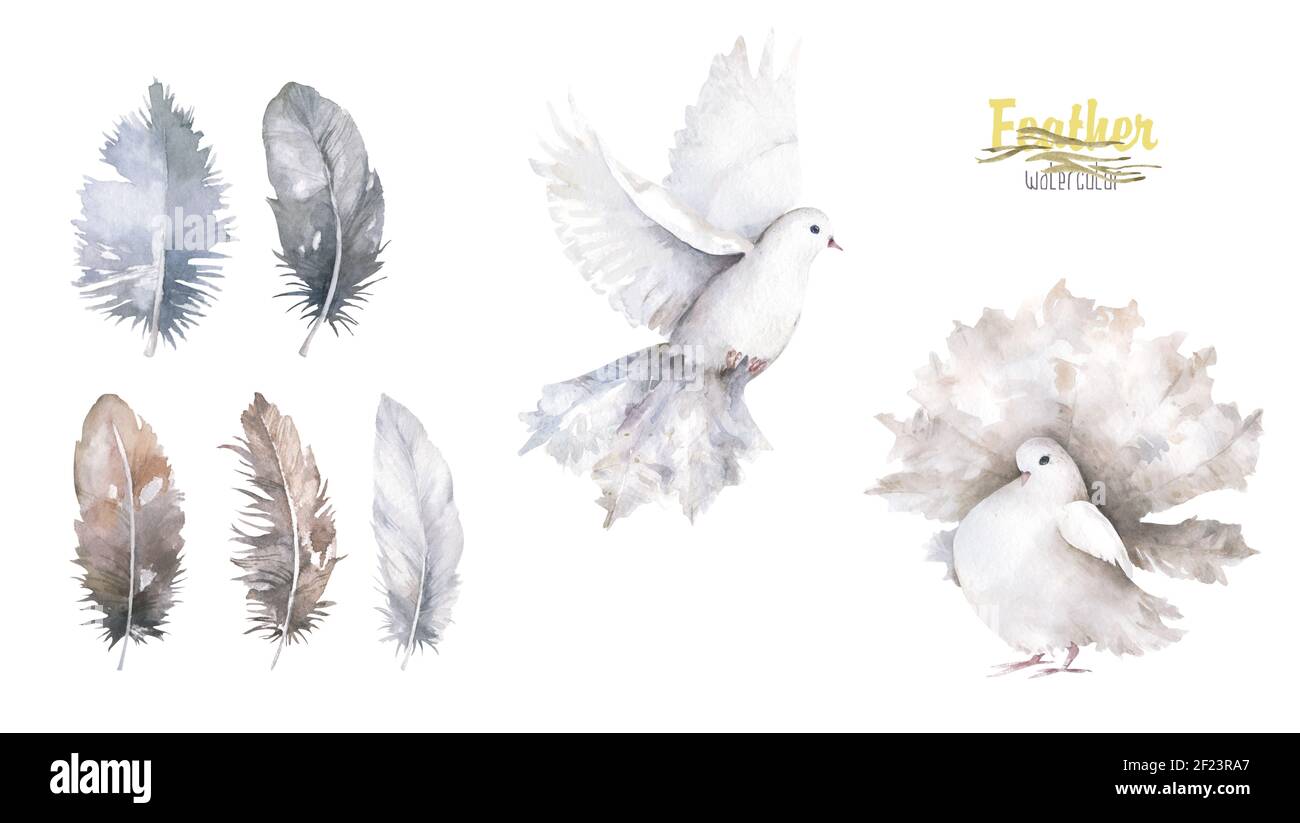 Pigeon clip art aquarelle colombe oiseau mouche, feuilles d'olive  illustration similaire sur fond blanc. Photo de haute qualité Photo Stock -  Alamy