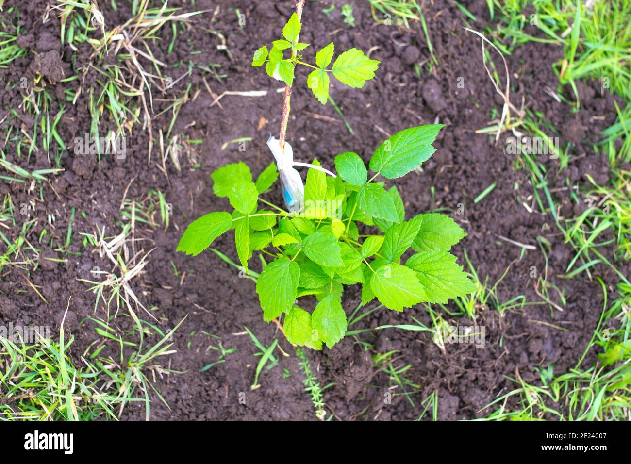 Jeunes plants de framboise dans le sol, vue de dessus.plantation de plantes dans le jardin en automne. Banque D'Images
