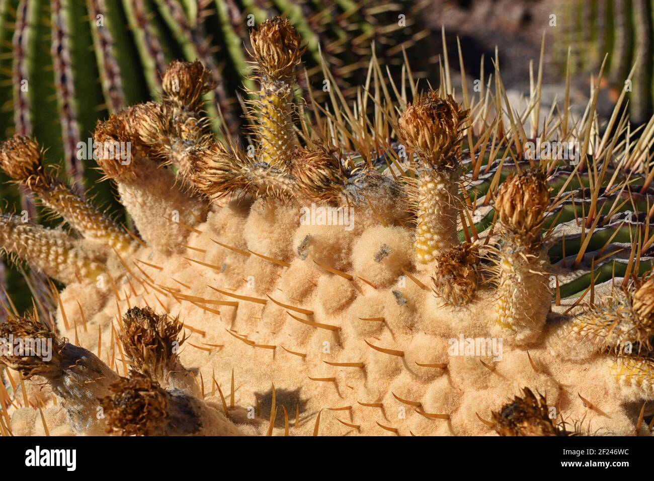 Aussi appelée cactus à canon doré, viznaga géant, ou biznaga de dulce, la plante provient du Mexique et est la plus grande des espèces de cactus à canon. Banque D'Images