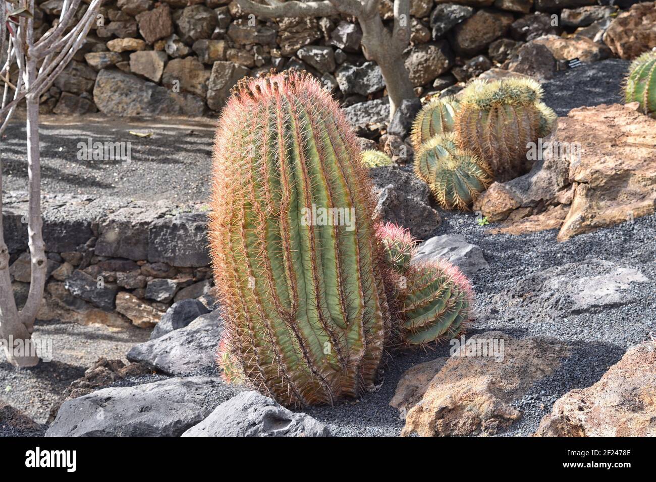 Le cactus à canon de Sonoran, également connu sous le nom de cactus à canon d'Emory ou de Coville (Ferocactus Emoryi). Trouvé en Arizona et au Mexique Banque D'Images