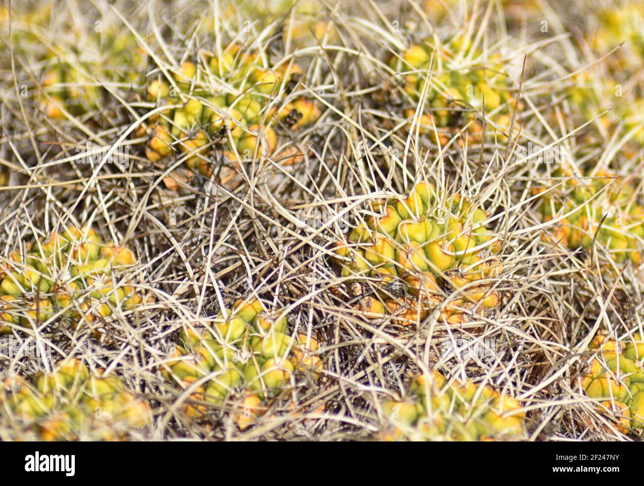 Mammillaria elongata ‘Cristata’ est également nommé cactus cérébral par couleur en raison de sa croissance convoluée et sinueuse. Banque D'Images
