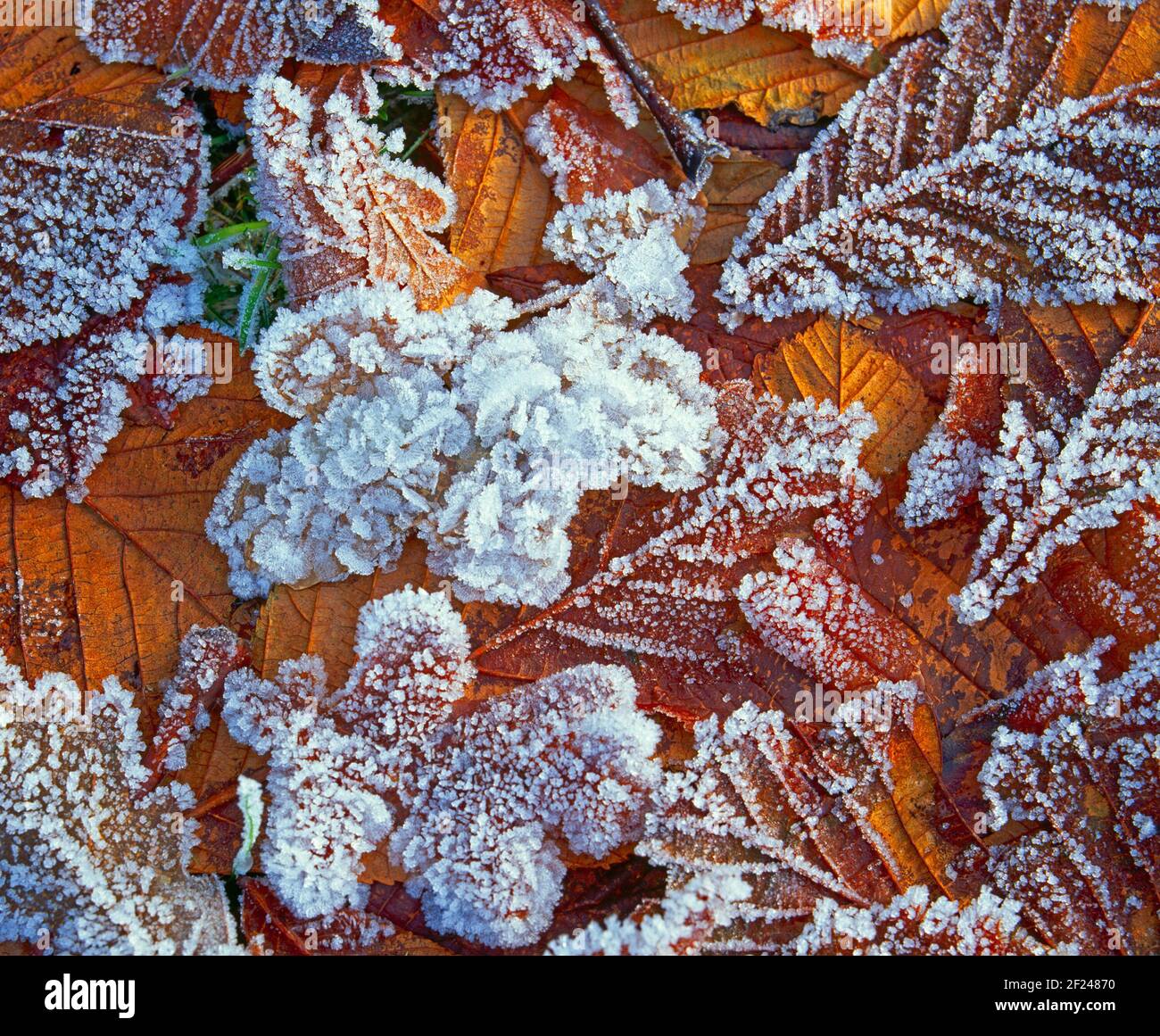 feuilles dépolies, Banque D'Images