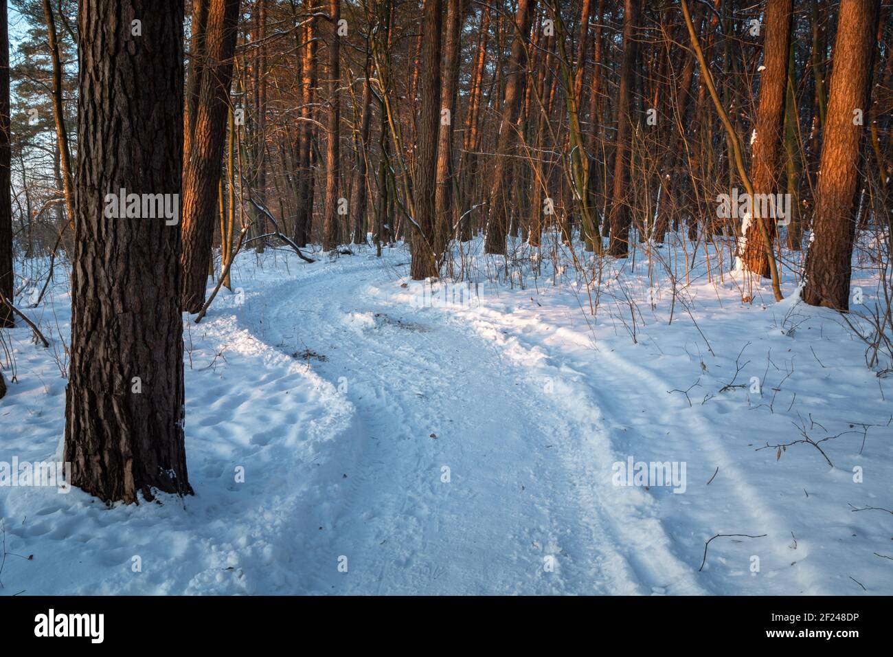 Chemin dans la forêt d'hiver, neige et arbres Banque D'Images