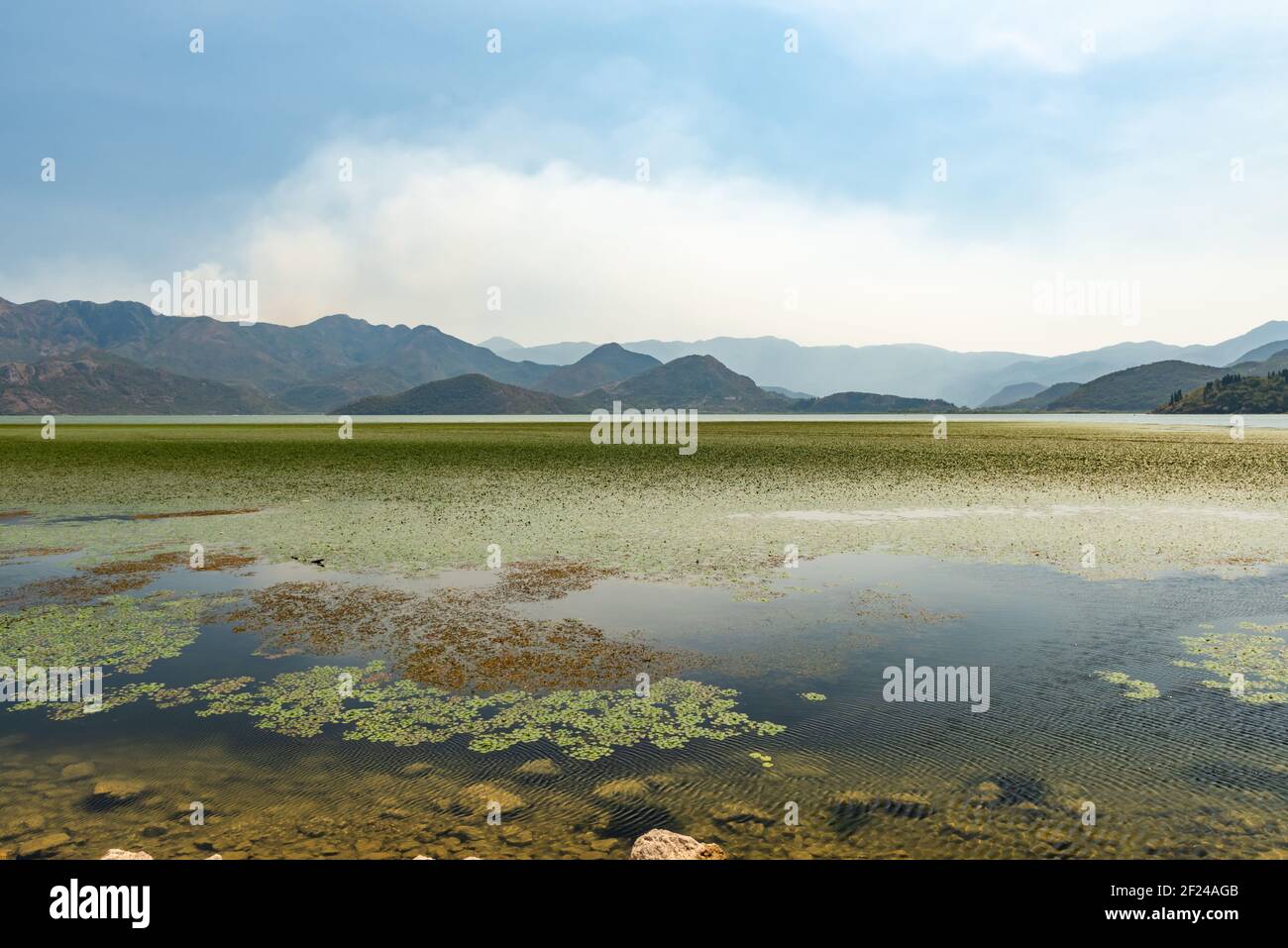 Le lac de Skadar, Monténégro Banque D'Images