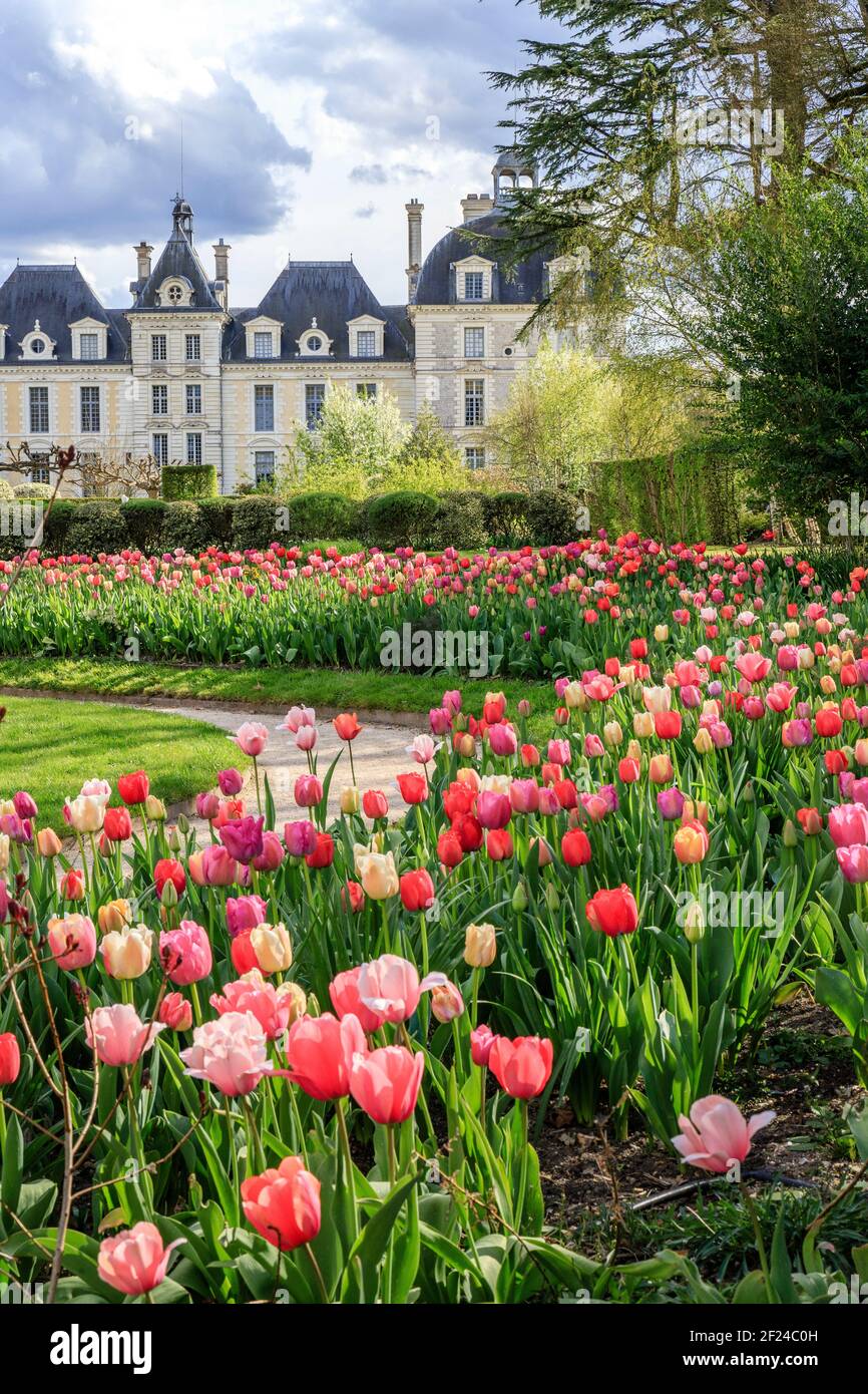 France, Loir et cher, Cheverny, Château de Cheverny, jardin de l'apprenti, Tulipes et château au printemps // France, Loir-et-cher (41), Cheverny, châ Banque D'Images