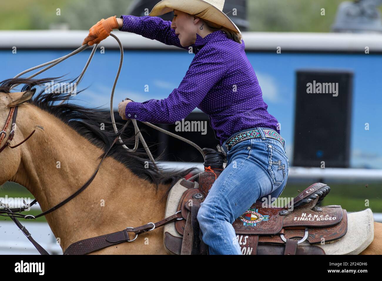 Un événement de roping de veau sécessionniste au rodéo indien de Standoff, Alberta, Canada Banque D'Images