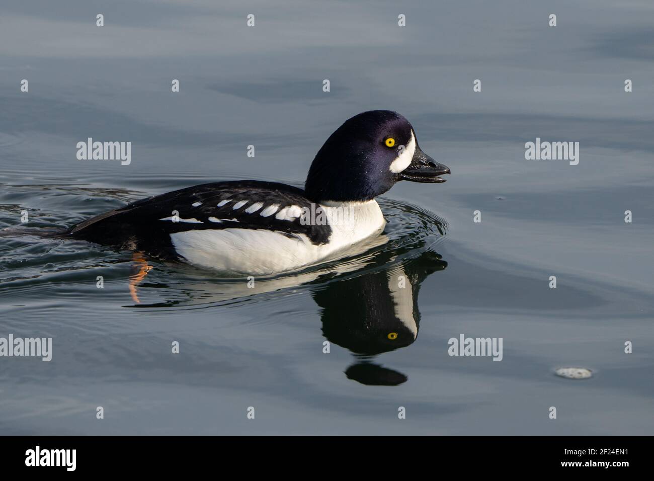 Barrow's Goldeneye natation Banque D'Images