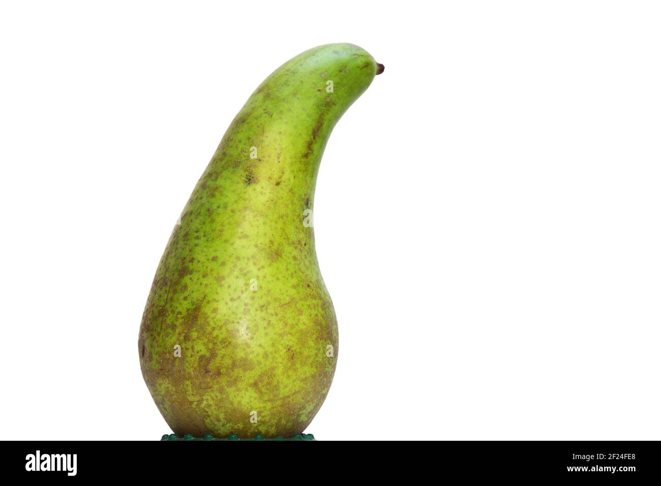 conférence de poires sur base verte, magnifiquement courbée, avec tige courte, pelage vert avec beaucoup de taches gris-marron. gros plan. isolé sur fond blanc Banque D'Images