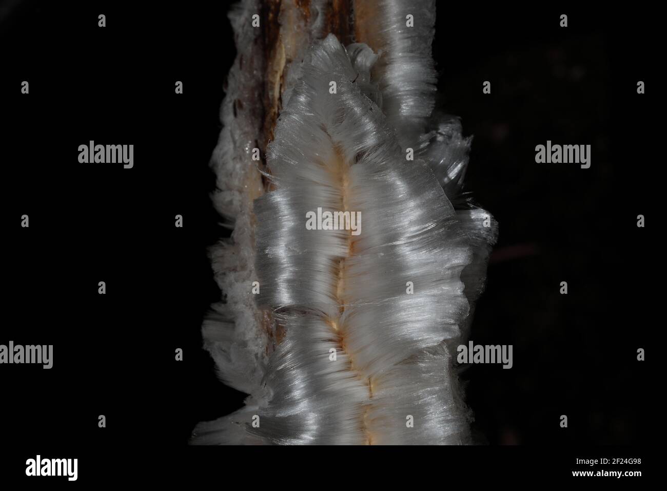 Glace sur une petite branche Banque D'Images