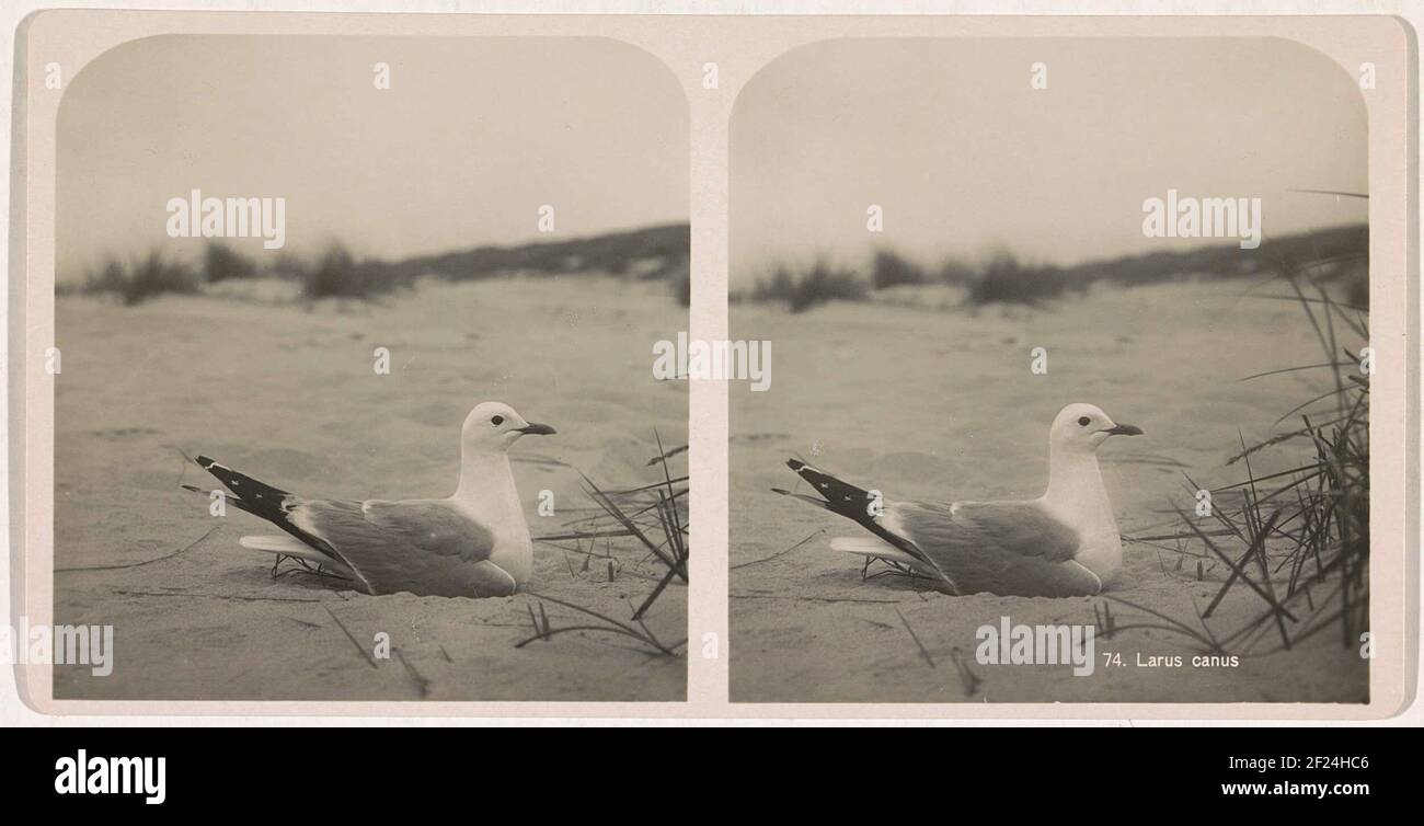 Goéland d'élevage; 74. Larus Canus; nos oiseaux dans 't Wild. / Seabirds / Sternes et Meeuwen..la photo fait partie d'une série de 12 photos stéréophoniques, stockées dans la brochure originale. Les photos Afficher les oiseaux de mer dans la réserve naturelle de bol sur Texel. Banque D'Images