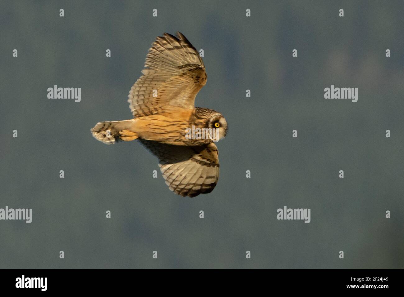 Hibou des marais en vol Banque D'Images