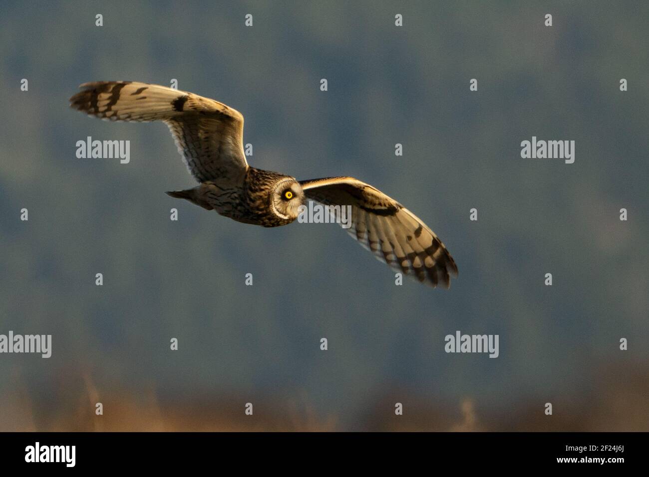 Hibou des marais en vol Banque D'Images