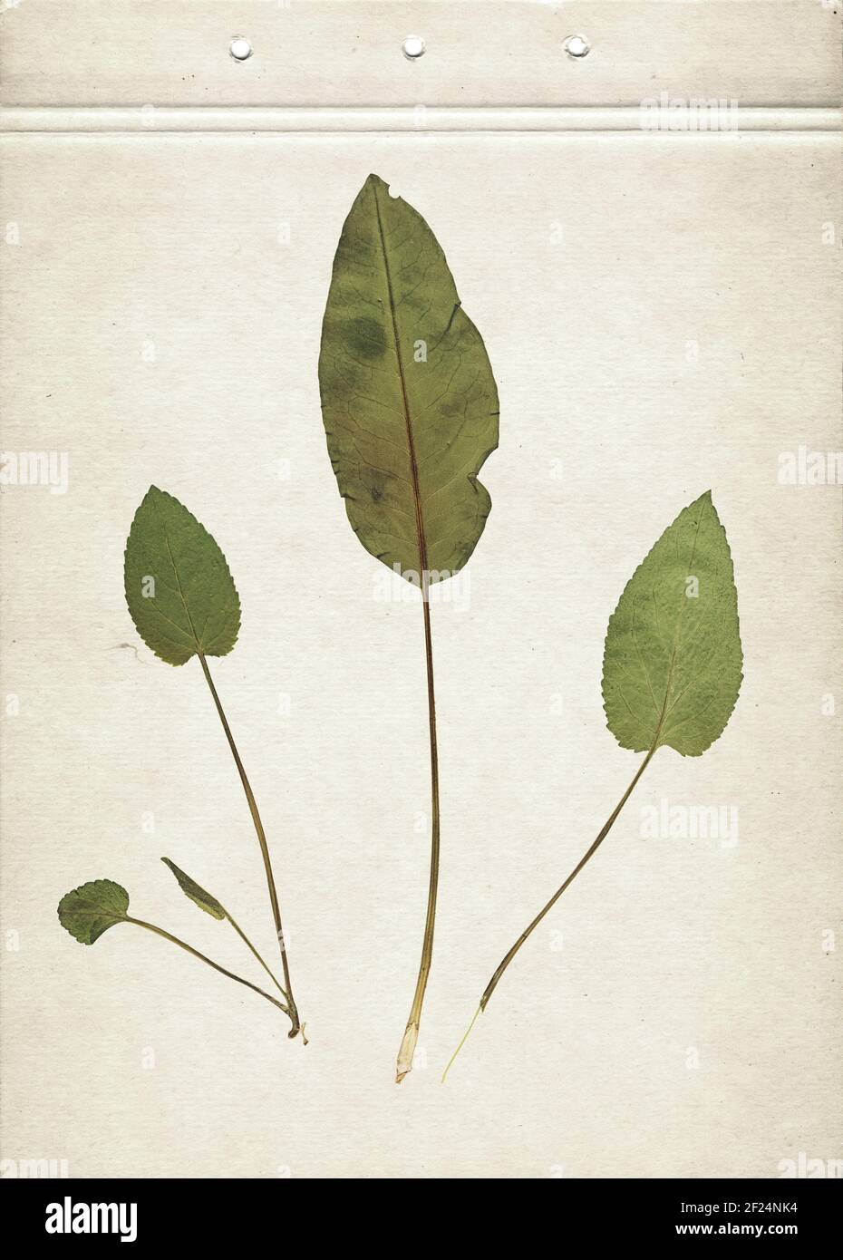 Herbier Vintage background le vieux papier. Composition de feuilles vertes séchées et pressées sur un carton. Image numérisée. Banque D'Images