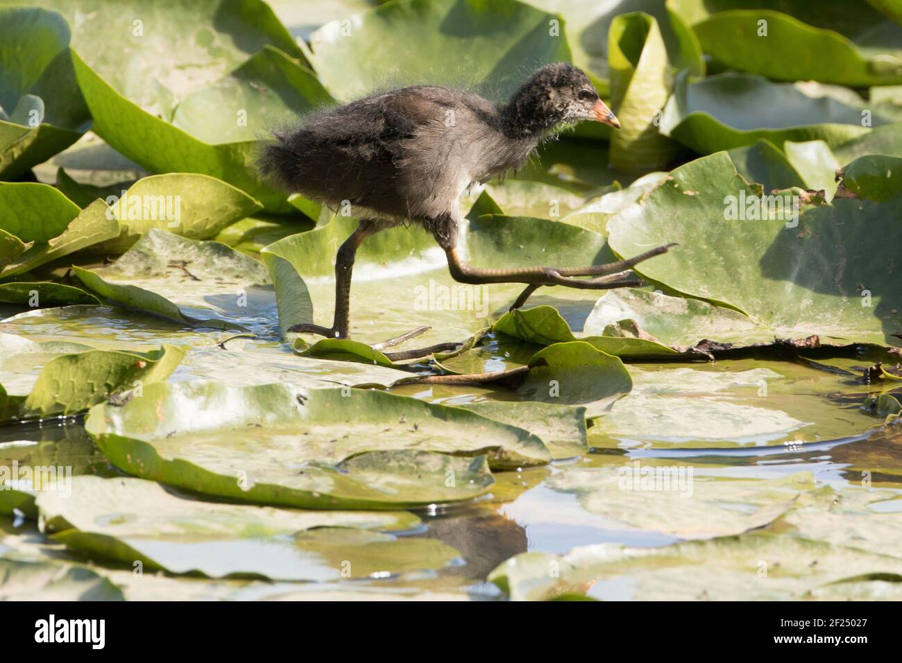 Poussin de Moorhen (Gallinula chloropus) marchant sur des nénuphars. Banque D'Images