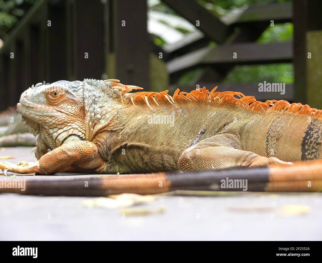 Présent Iguany (sorte Iguana) sont l'un des plus grands représentants de la famille, la longueur Iguany ordinaire (Iguana iguana) atteint 2 M. À titre de comparaison, Banque D'Images