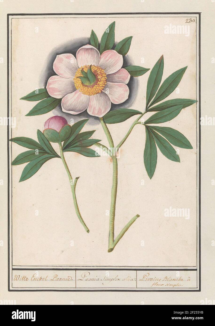 Peony (Paeonia) ; White Enckel Paony. / Paeonia Simplex Alba. / Pivoine Blanche à Fleur simple.pivoine blanche. Numéroté en haut à droite : 230. Partie du troisième album avec des dessins de fleurs et de plantes. Dixième de douze albums avec dessins d'animaux, d'oiseaux et de plantes connus vers 1600, réalisés par l'empereur Rudolf II Avec explication en néerlandais, latin et français. Banque D'Images