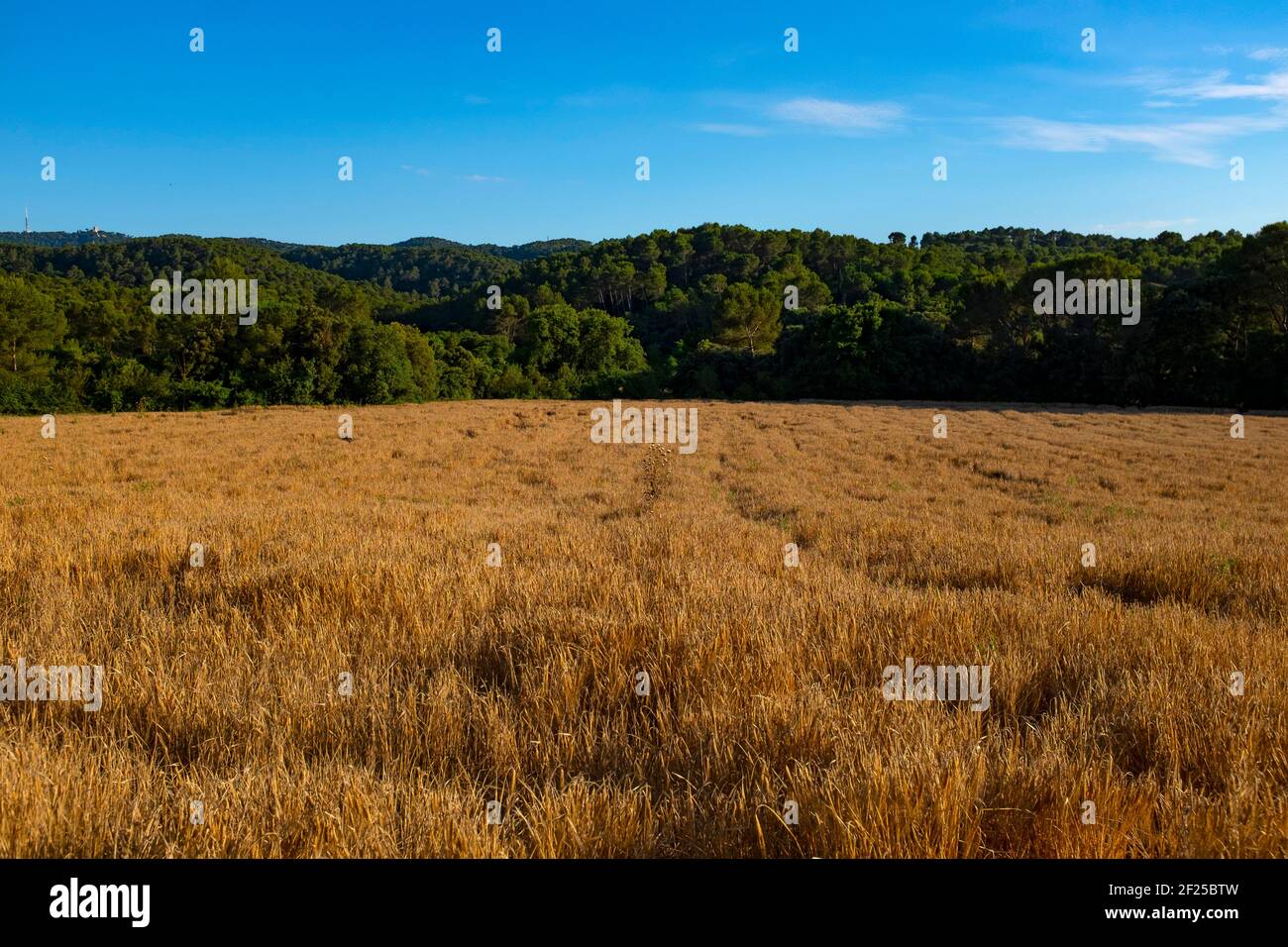 Blé poussant dans un champ, Catalogne Banque D'Images