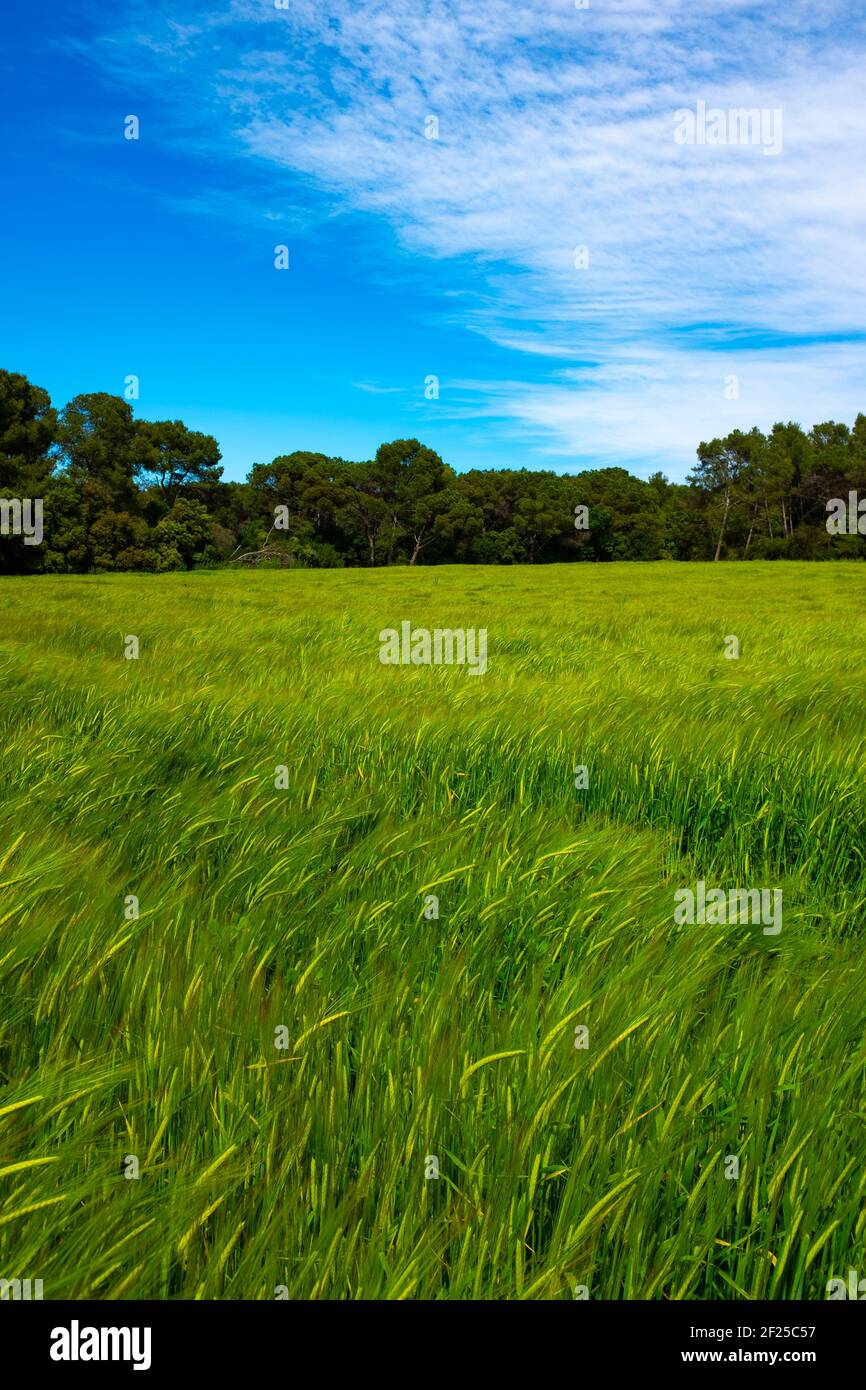 Blé vert non mûr croissant dans un champ, la Catalogne Banque D'Images